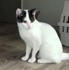 Doughnut - Domestic Short Hair