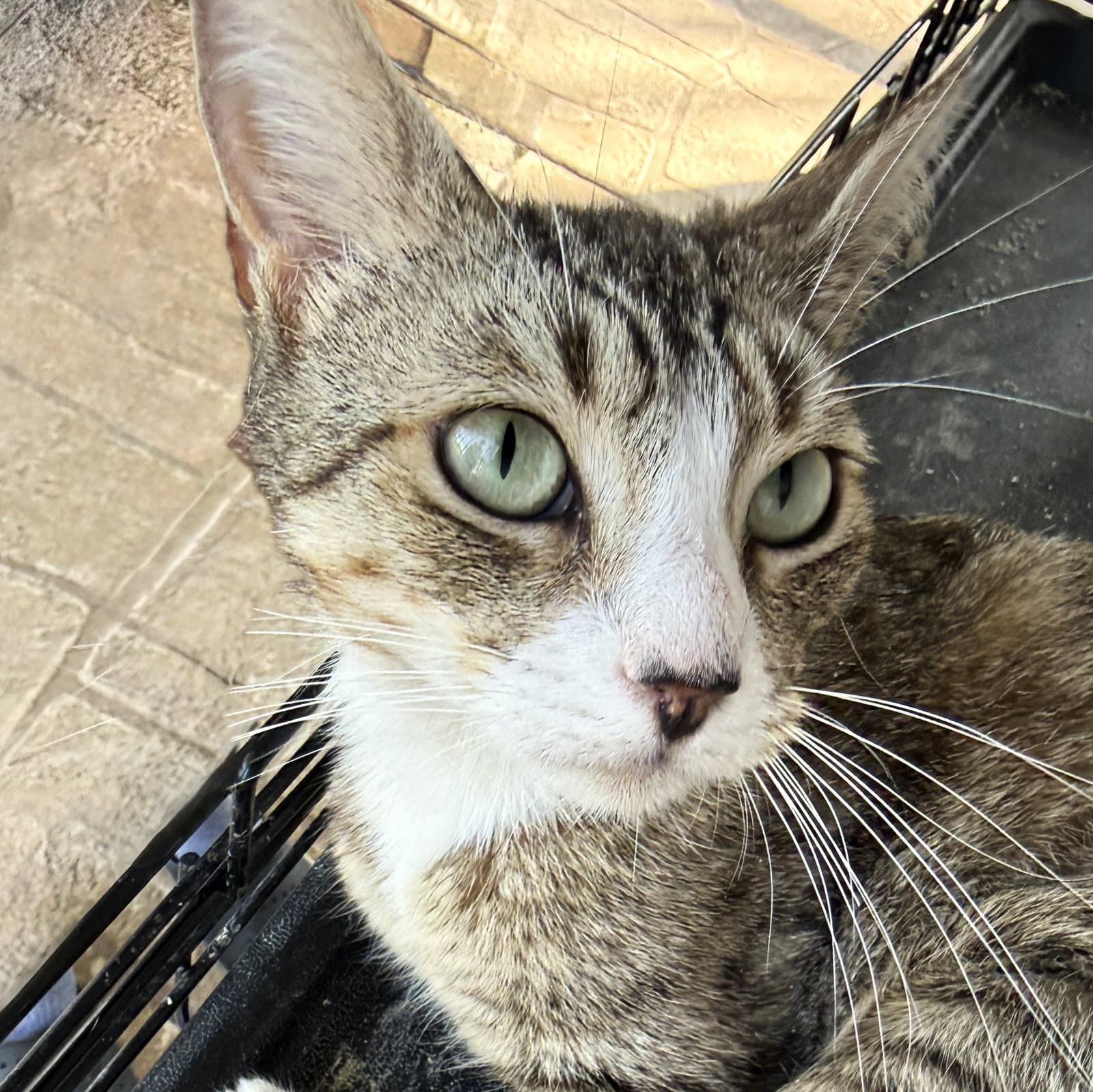 Nova - Domestic Short Hair