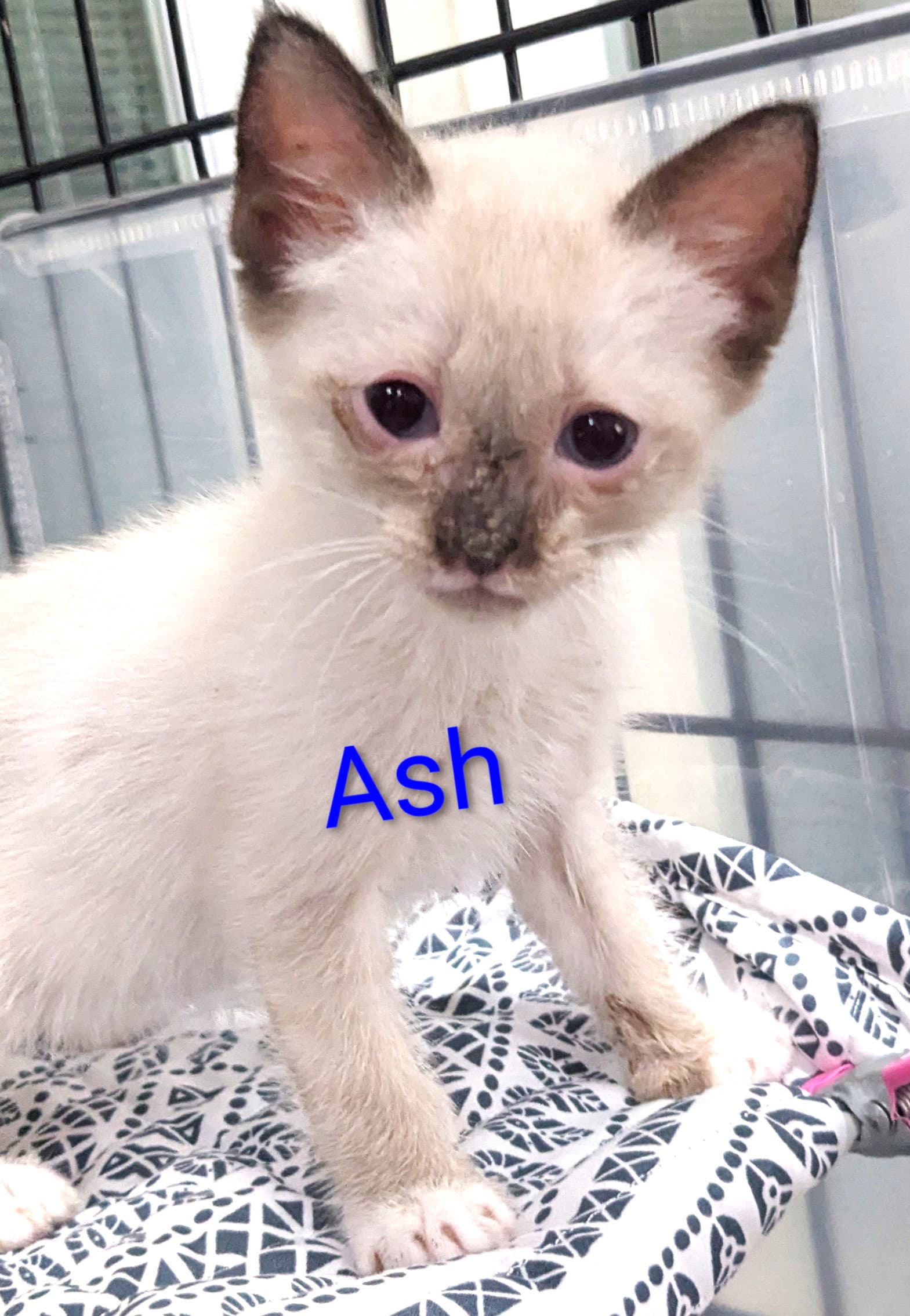 Ash - Siamese