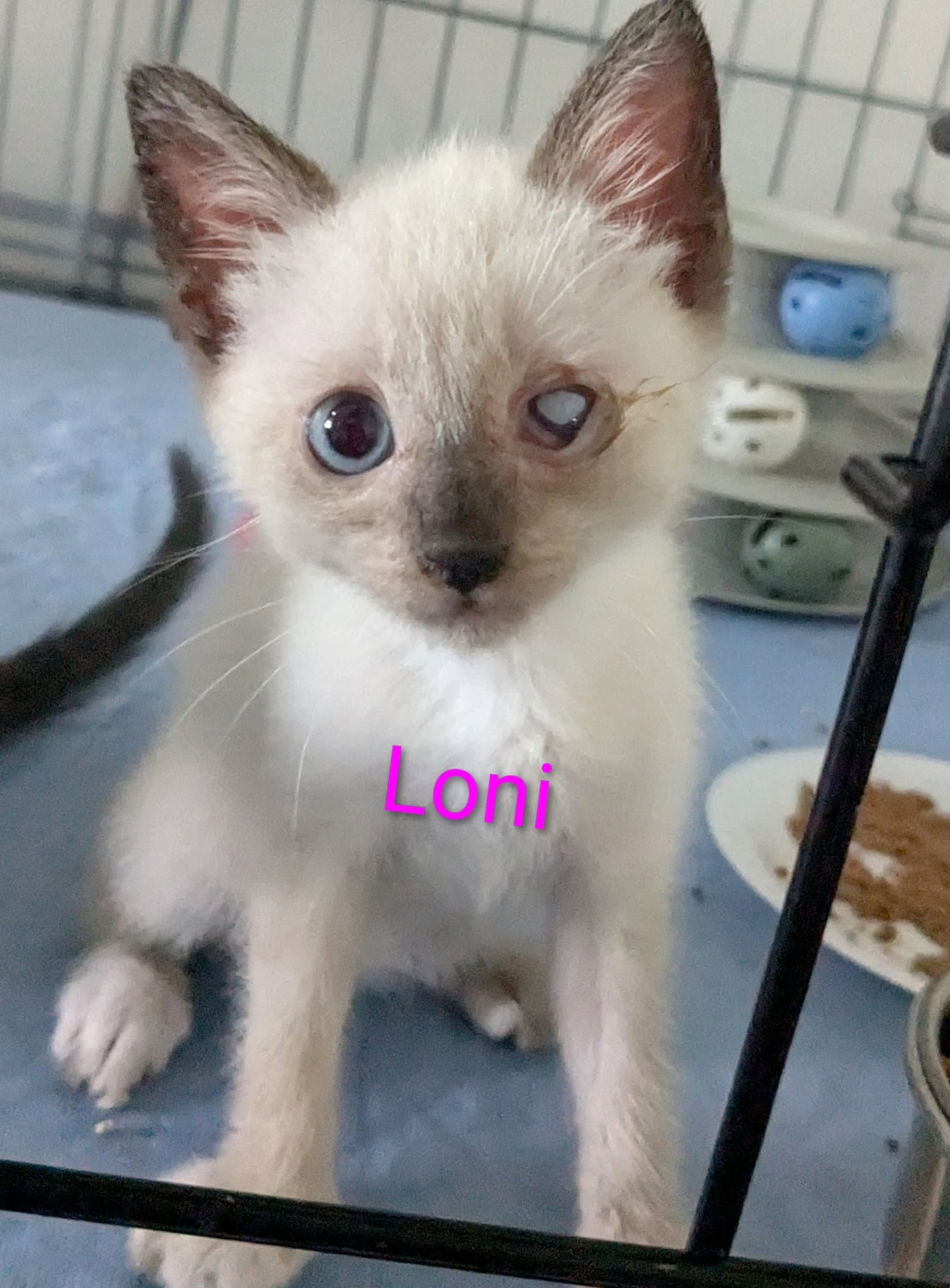 Loni - Domestic Short Hair