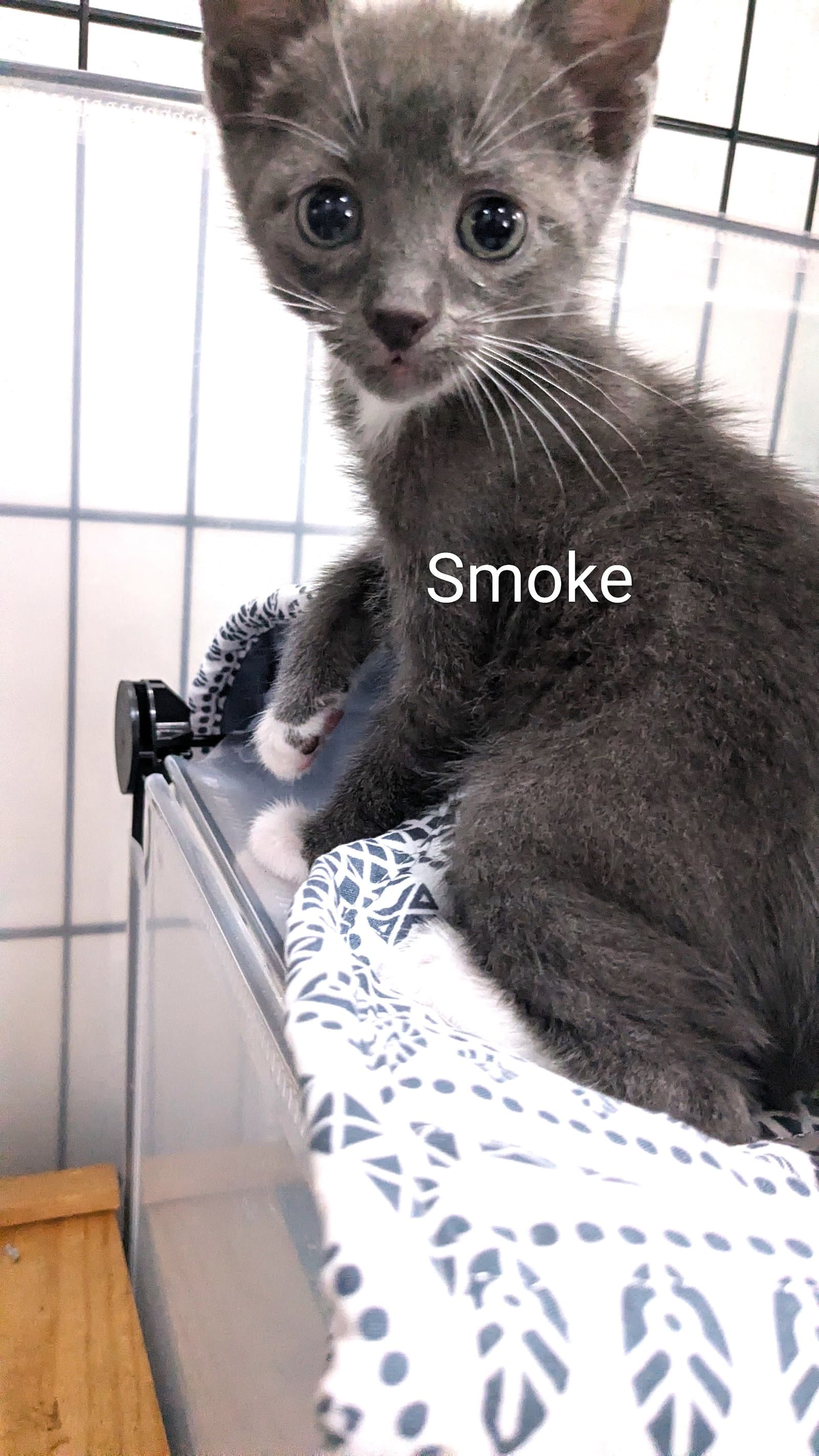 Smoke - Domestic Short Hair