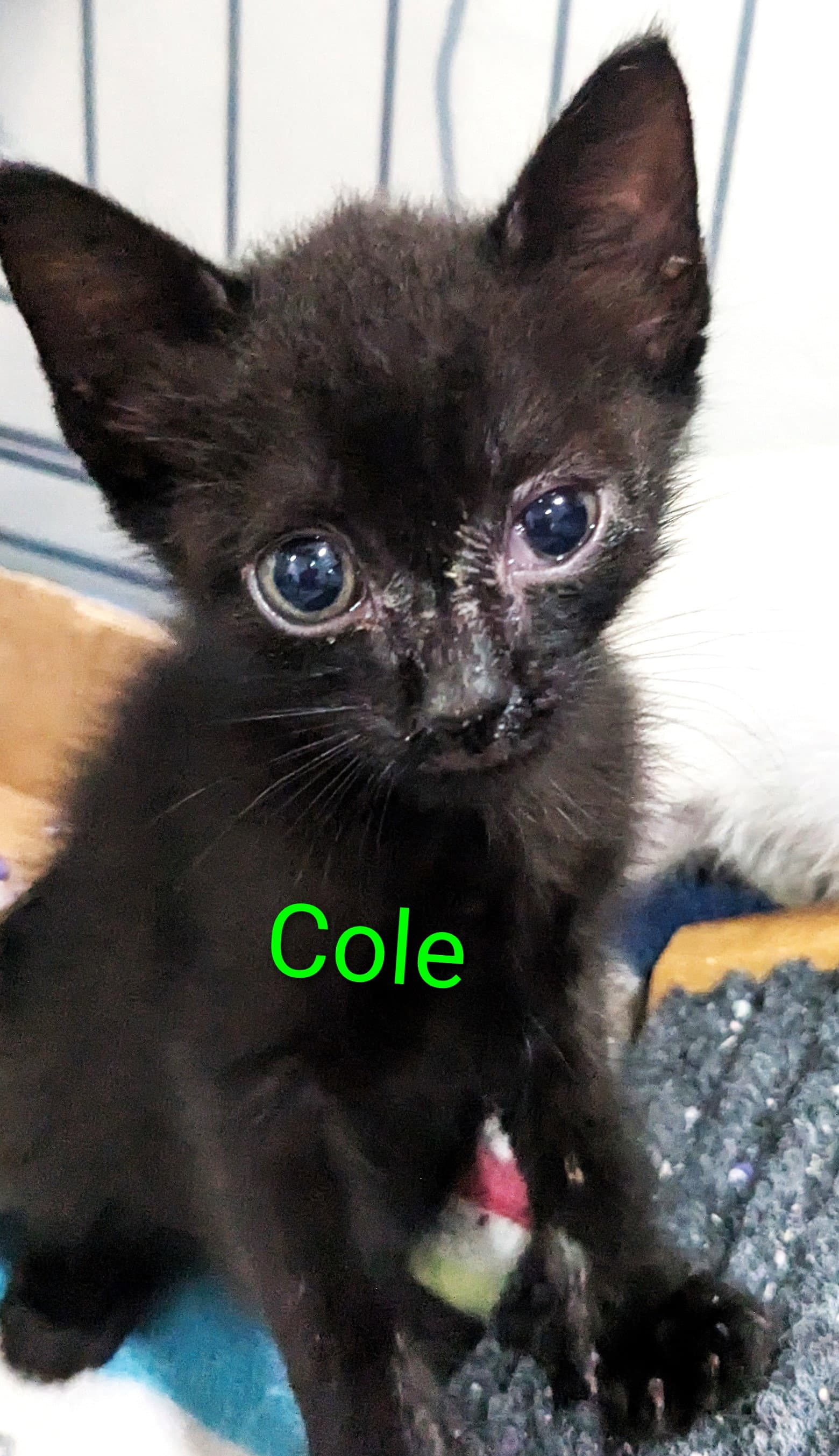 Cole - Domestic Short Hair
