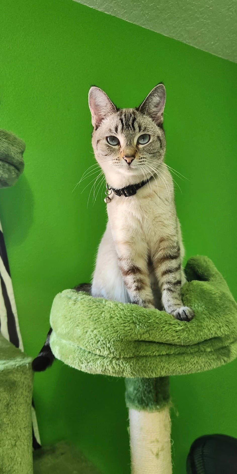 Esme - Siamese