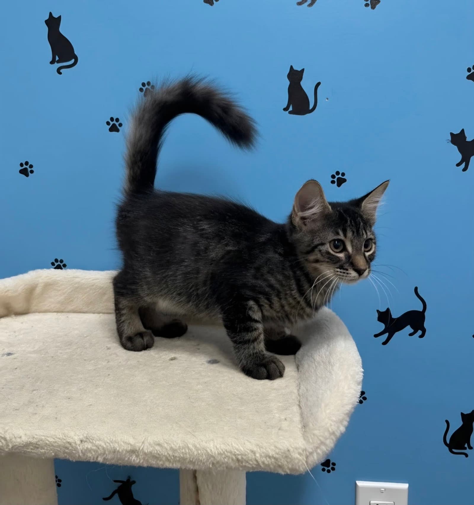 Ares - Domestic Long Hair