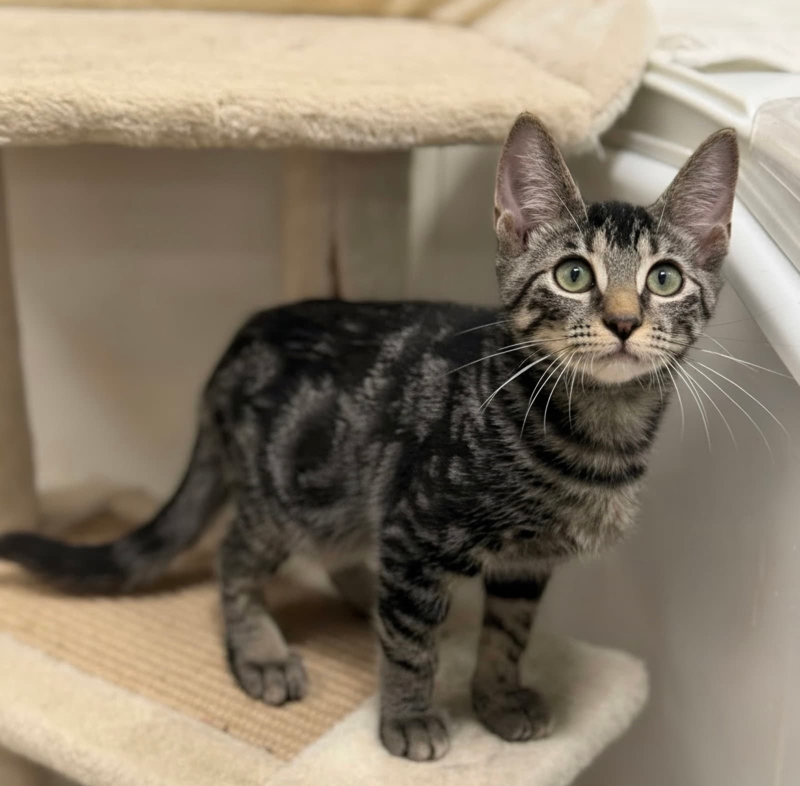 Apollo - Domestic Short Hair