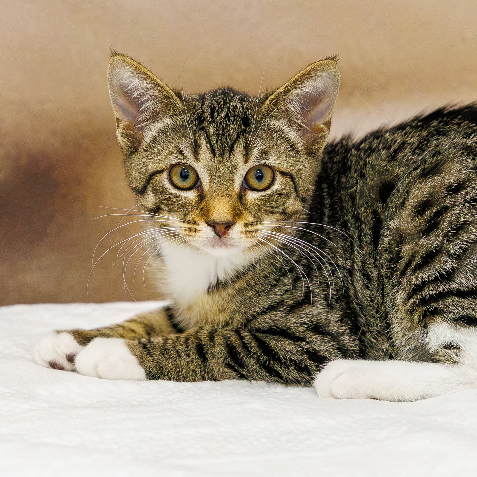 Bluebell - Domestic Short Hair
