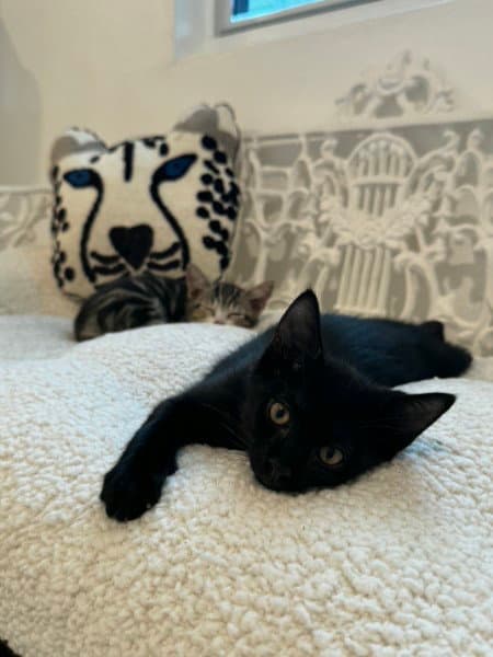 Binx - Domestic Short Hair