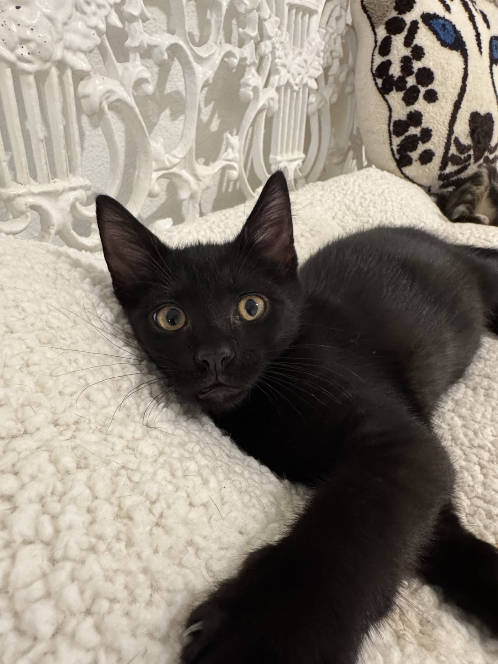 Binx - Domestic Short Hair