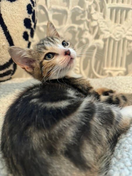 Munk - Domestic Short Hair