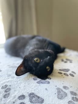 Edgar image 3
