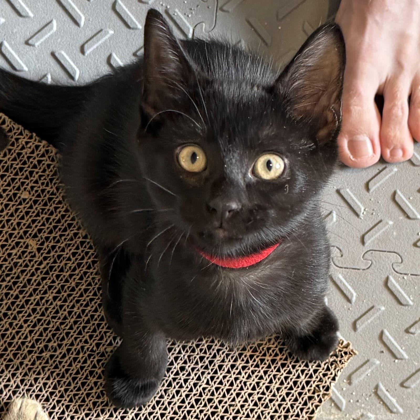 Stark - Domestic Short Hair