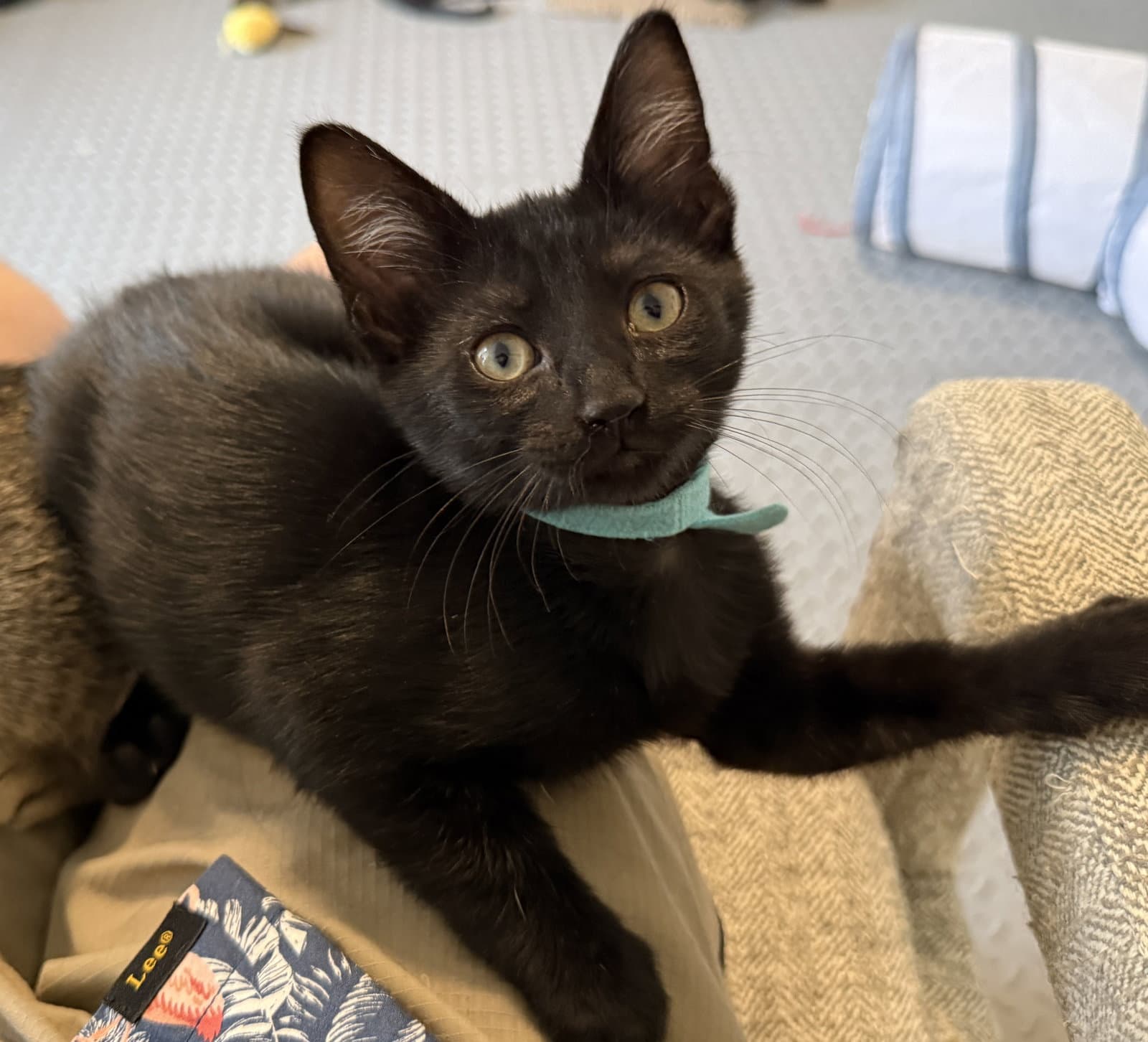 Parker - Domestic Short Hair