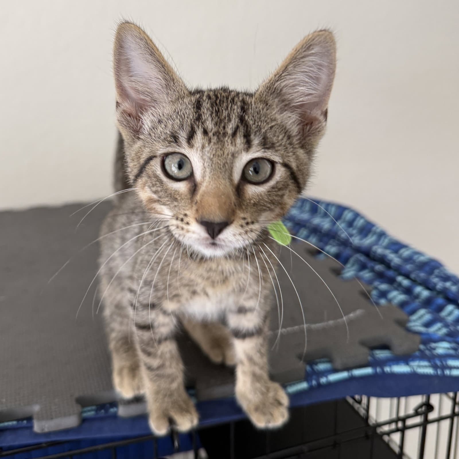 Banner - Domestic Short Hair