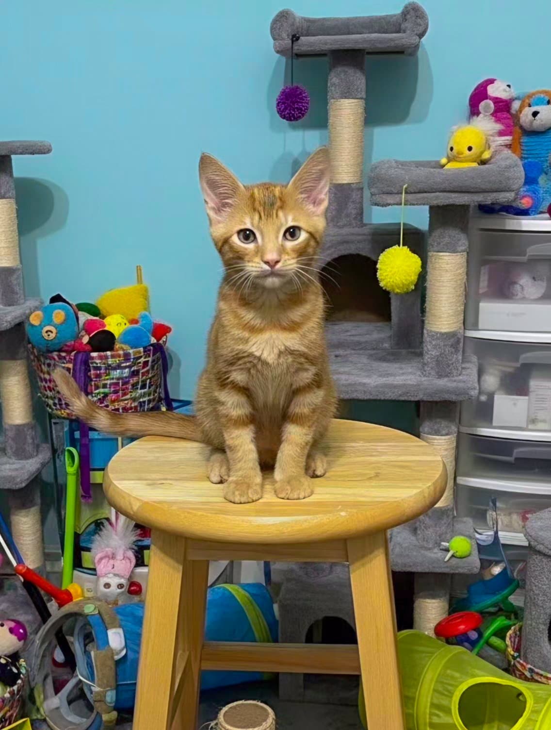 Tarzan - Domestic Short Hair