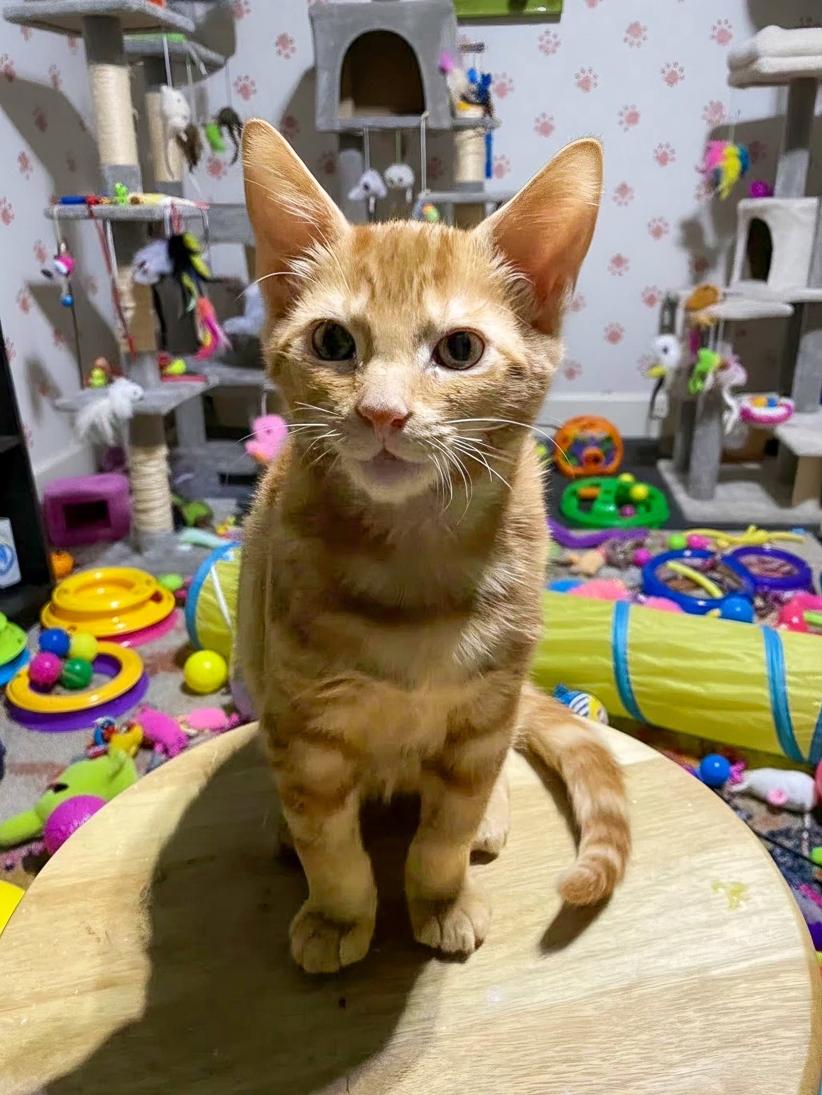 Cheetah - Domestic Short Hair