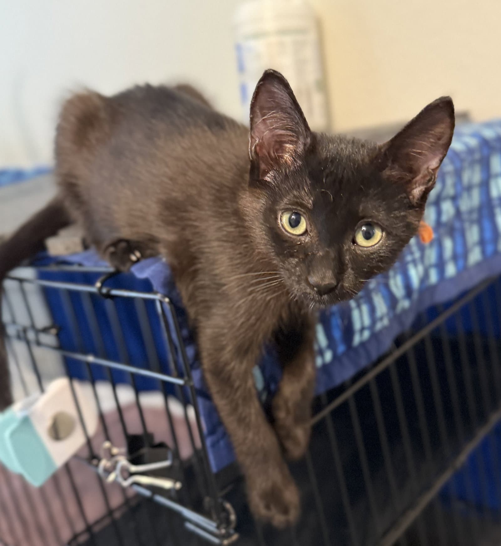 Nat - Domestic Short Hair