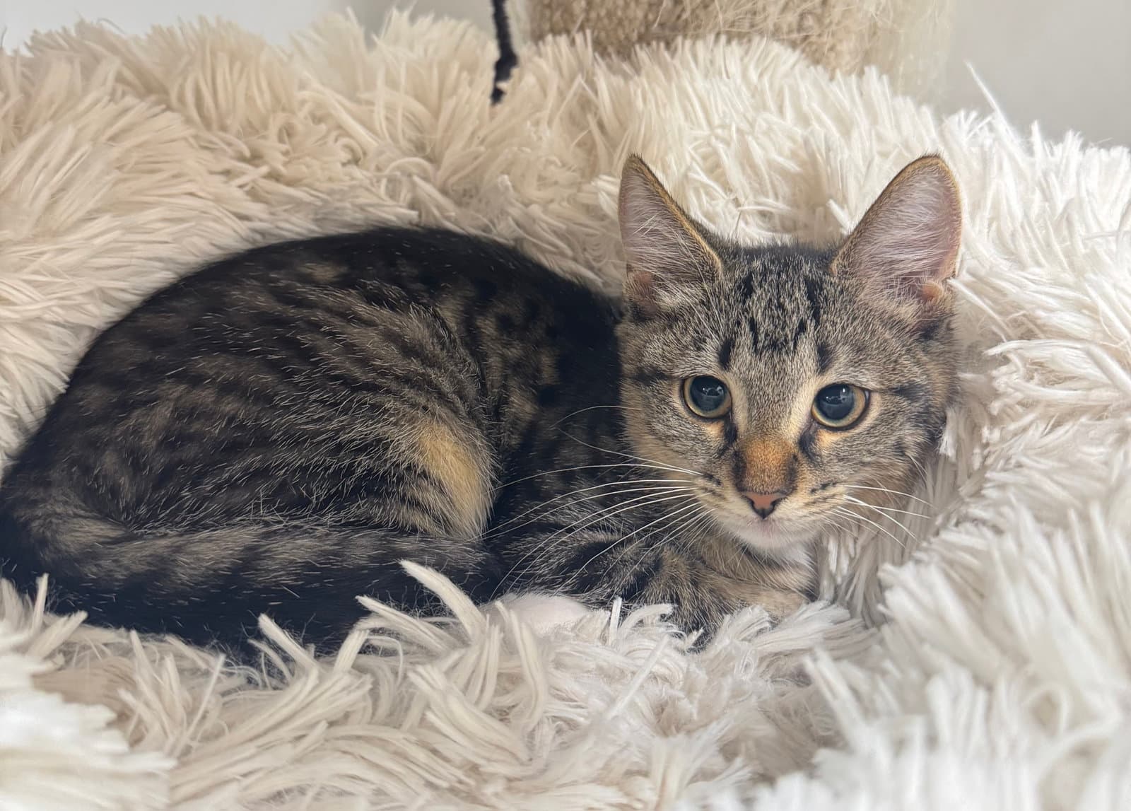 Feather - Domestic Short Hair