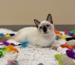 Fifi image 1