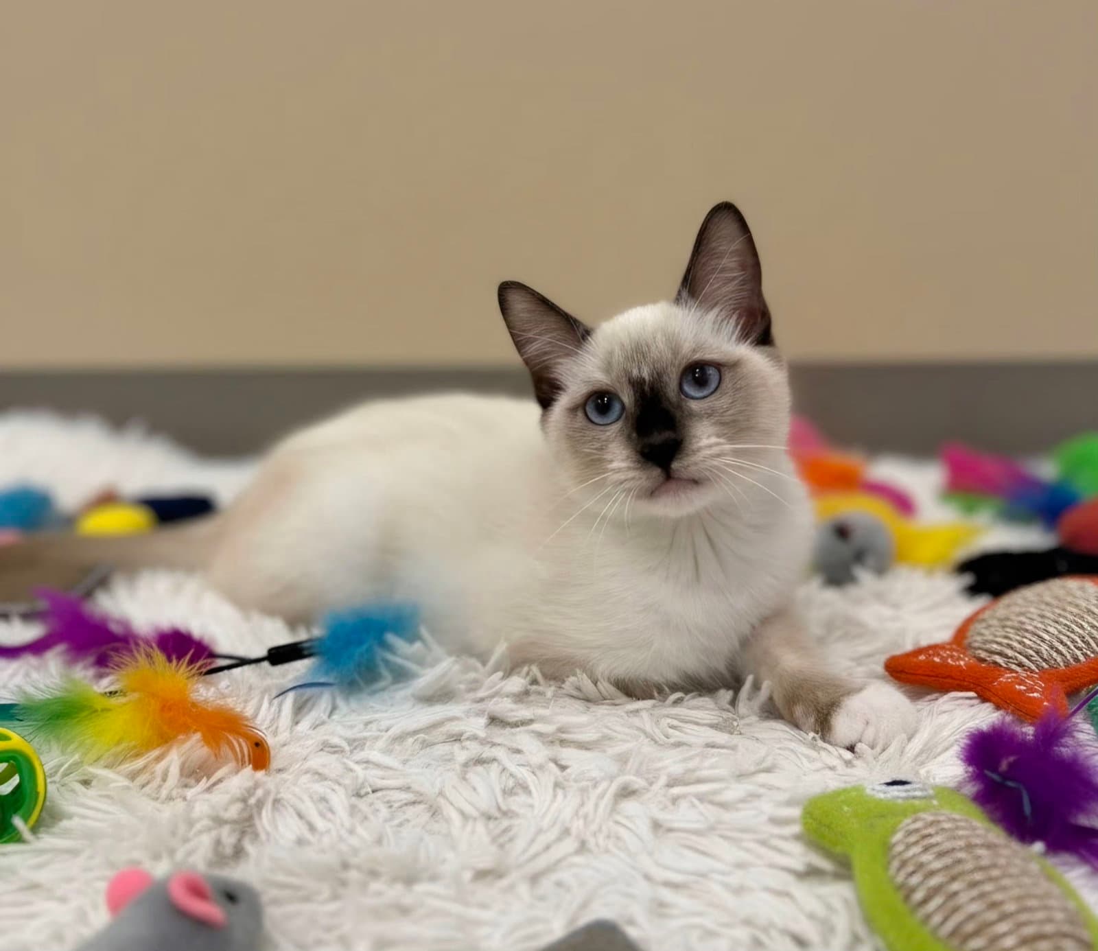 Fifi - Domestic Short Hair