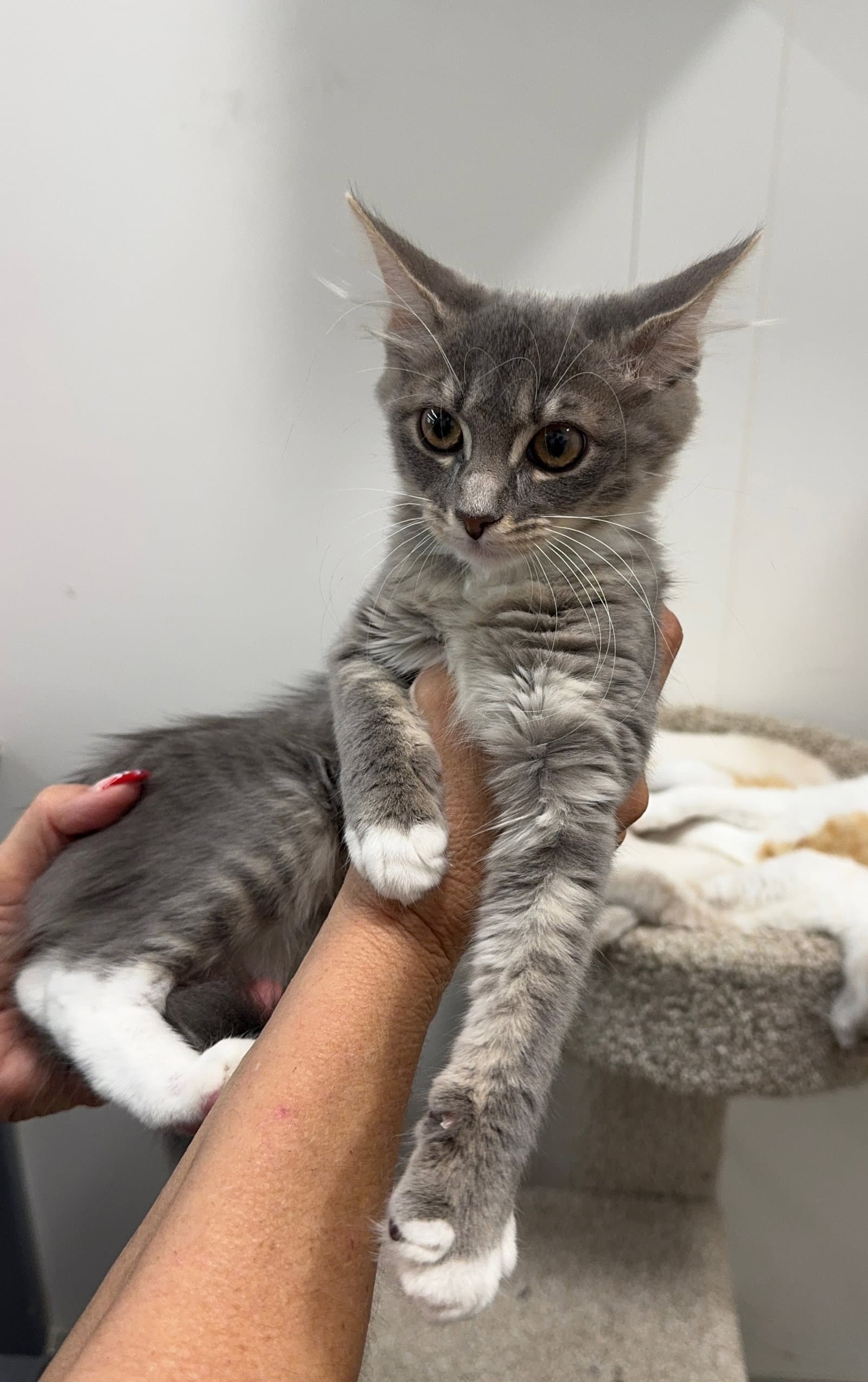 Flower - Domestic Medium Hair