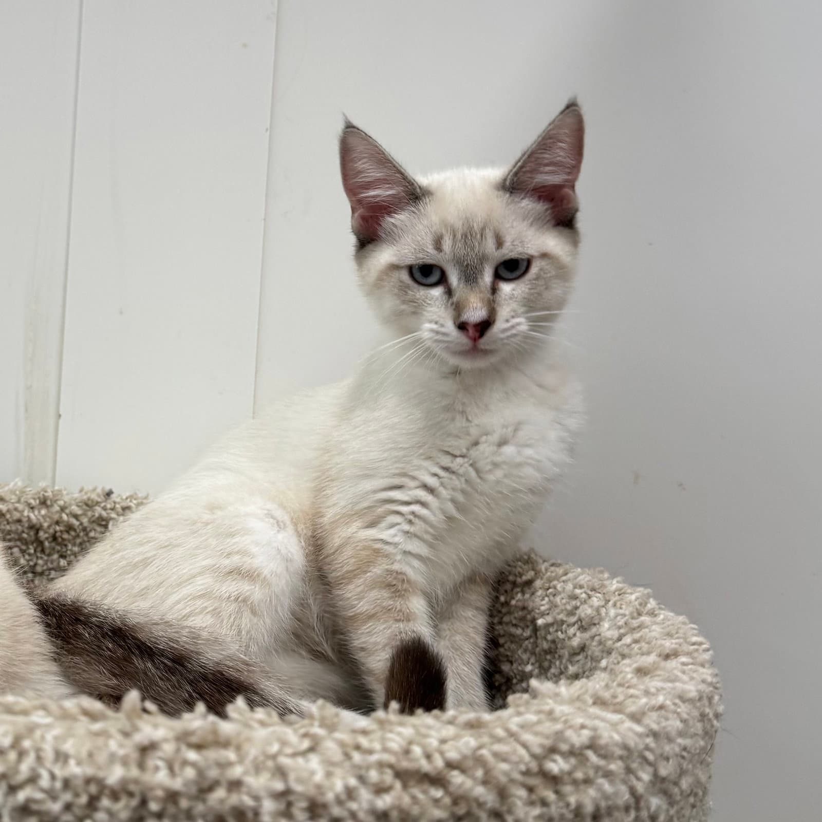 Fufu - Domestic Short Hair