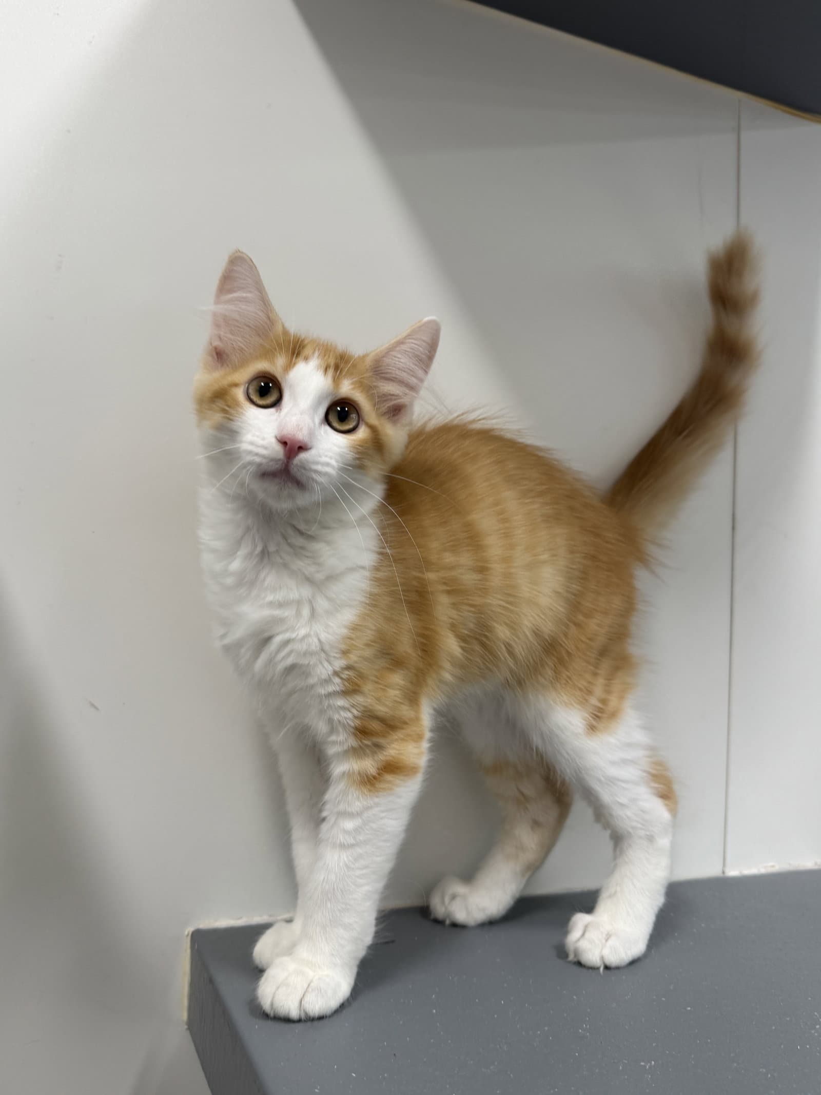 Baby Tonka - Domestic Short Hair
