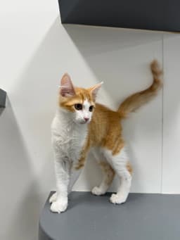 Baby Tonka image 2