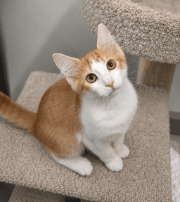 Baby Tonka image 3