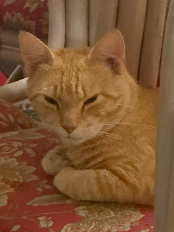 Butters - Domestic Medium Hair