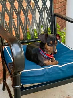 Rockie image 3