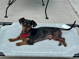 Rockie image 4