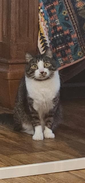 Kenzie - Domestic Short Hair