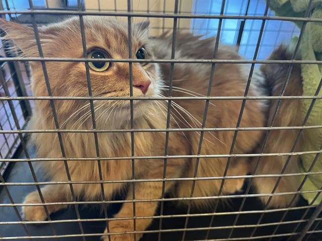 Thomasina - Domestic Medium Hair
