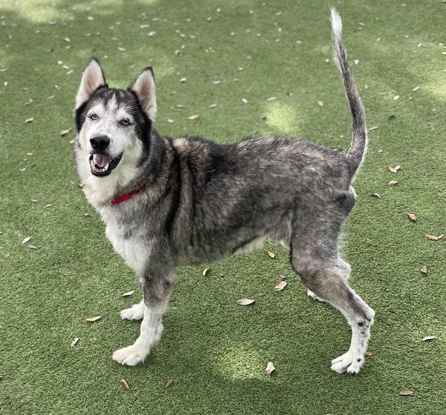 Hershel - Siberian Husky