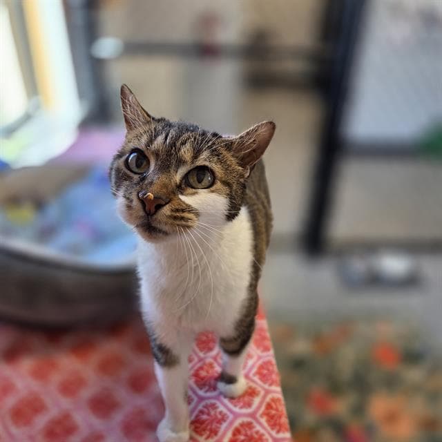 Alice - Domestic Short Hair