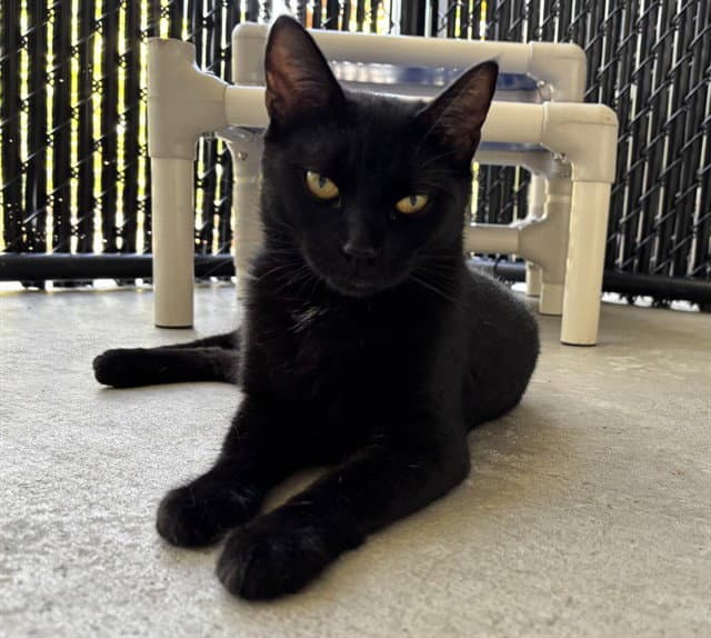 Tash - Domestic Short Hair