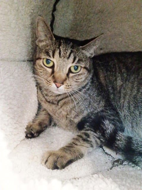 Minnie - Domestic Short Hair