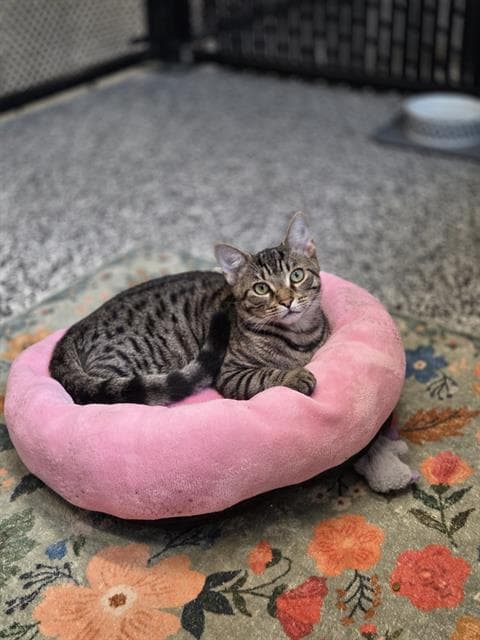 Quincy - Domestic Short Hair