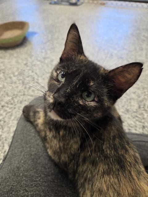 Unknown - Domestic Short Hair