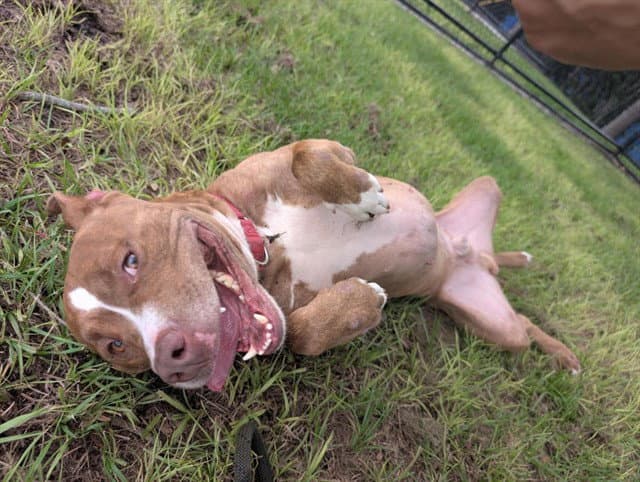 Ocean - Staffordshire Bull Terrier