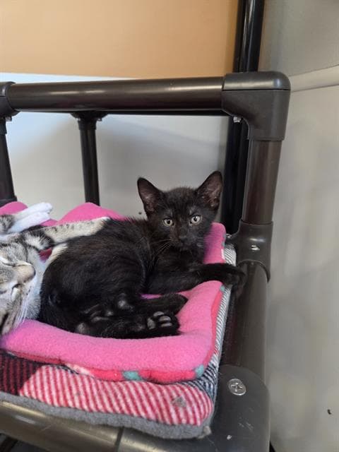 Unknown - Domestic Short Hair
