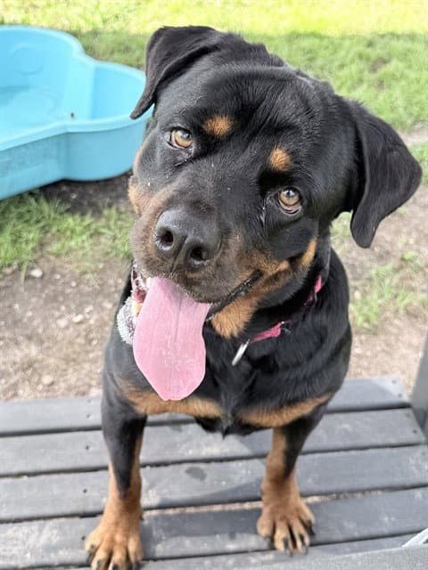 Unknown - Rottweiler