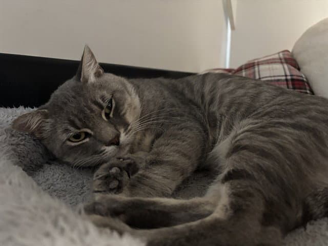 Unknown - Domestic Short Hair