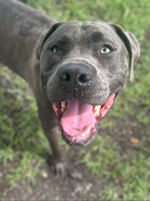 Oakley - Staffordshire Bull Terrier