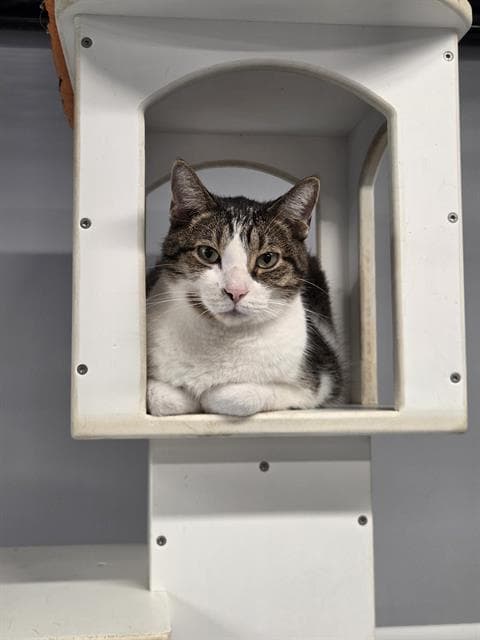 Marley - Domestic Short Hair