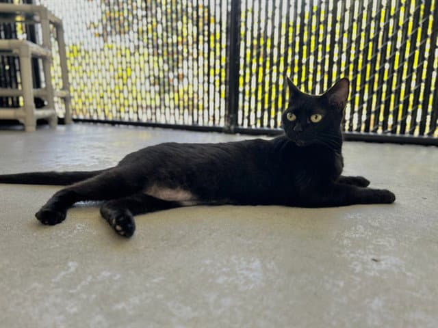 Annie - Domestic Short Hair