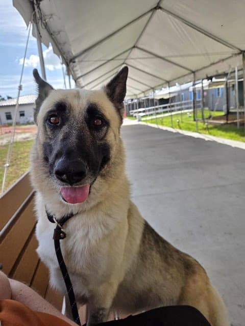 Unknown - German Shepherd Dog