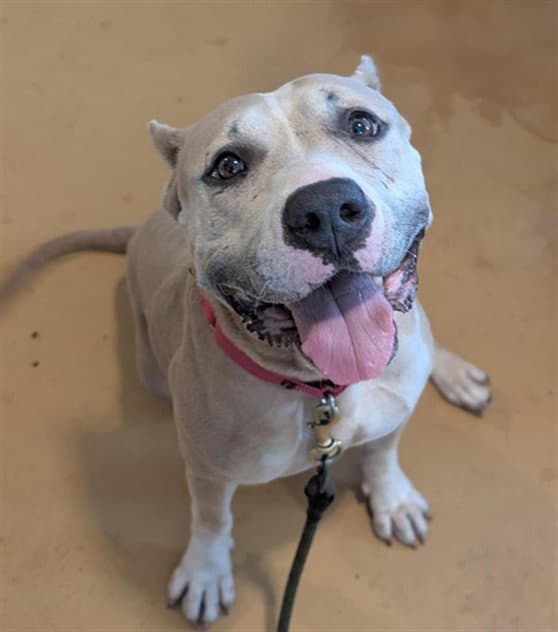 Unknown - Staffordshire Bull Terrier