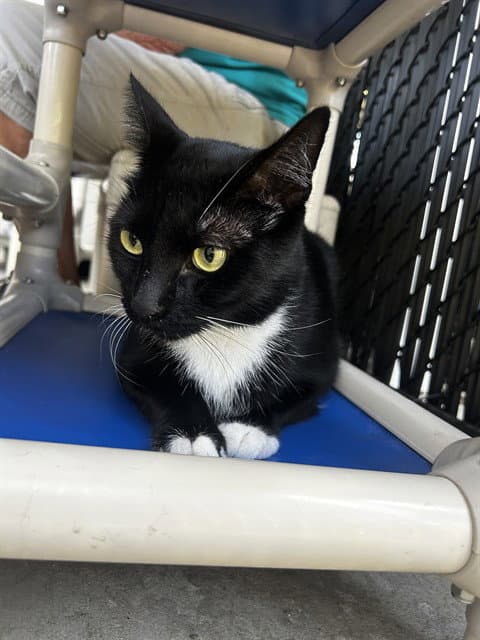 Lucky Star - Domestic Short Hair