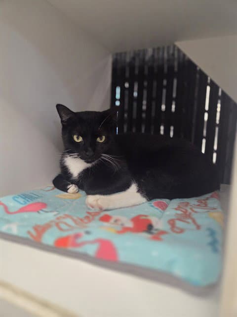 Lucky Star - Domestic Short Hair
